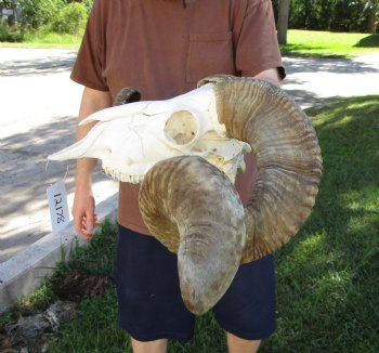 Extra Large African Merino Sheep/Ram Skull with  <font color=red> Huge</font> 32 and 30-1/2 inches</font> Horns - Buy this one for $189.99