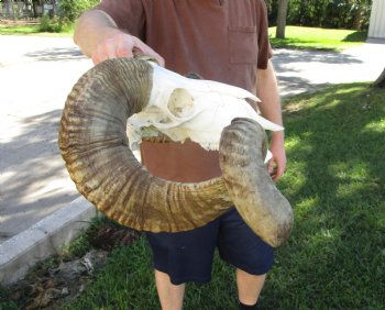Extra Large African Merino Sheep/Ram Skull with  <font color=red> Huge</font> 32 and 30-1/2 inches</font> Horns - Buy this one for $189.99