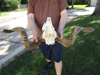 Extra Large African Merino Sheep/Ram Skull with  <font color=red> Huge</font> 32 and 30-1/2 inches</font> Horns - Buy this one for $189.99