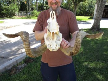 Large African Merino Sheep/Ram Skull with 27-1/2 and 28 inches Horns - Buy this one for $179.99