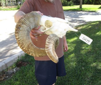 Large African Merino Sheep/Ram Skull with 27-1/2 and 28 inches Horns - Buy this one for $179.99