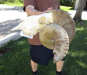 Large African Merino Sheep/Ram Skull with 27-1/2 and 28 inches Horns - Buy this one for $179.99