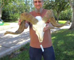 Large African Merino Sheep/Ram Skull with 27-1/2 and 28 inches Horns - Buy this one for $179.99