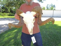 Extra Large African Merino Sheep/Ram Skull with  <font color=red> Huge</font> 33-1/2 inches</font> Horns - Buy this one for $189.99