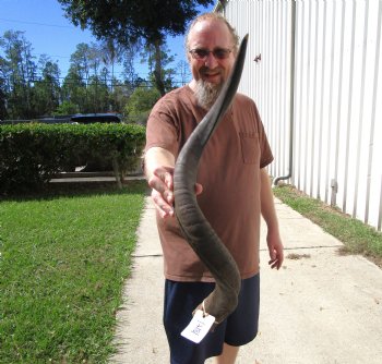 33-1/4 inches Kudu Horn for Sale (25-1/4 inches Straight) for $79.99