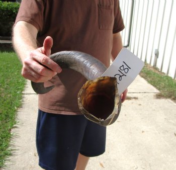 33-1/4 inches Kudu Horn for Sale (25-1/4 inches Straight) for $79.99
