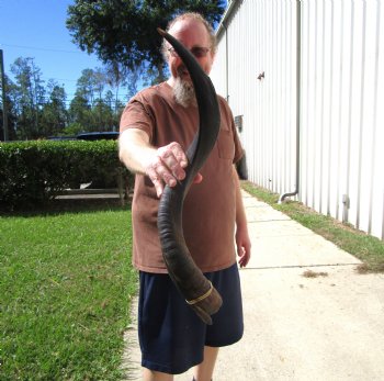 28-1/4 inches Kudu Horn for Sale (21-1/4 inches Straight) for $69.99
