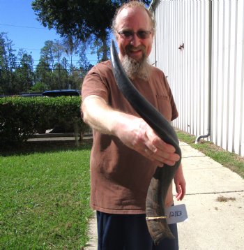 28-1/4 inches Kudu Horn for Sale (21-1/4 inches Straight) for $69.99