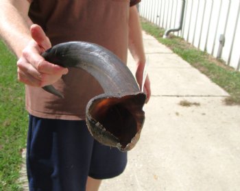 28-1/4 inches Kudu Horn for Sale (21-1/4 inches Straight) for $69.99