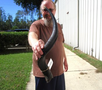 26-1/2 inches Kudu Horn for Sale (20-1/4 inches Straight) for $64.99