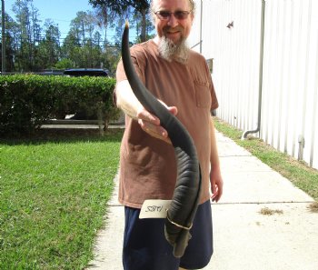 26-1/2 inches Kudu Horn for Sale (20-1/4 inches Straight) for $64.99