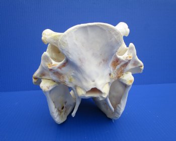 13 inches Large Warthog Skull with 7-1/2 inches Ivory Tusks - Buy this one for $144.99