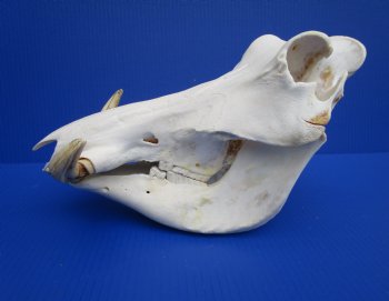 13 inches Large Warthog Skull with 7-1/2 inches Ivory Tusks - Buy this one for $144.99