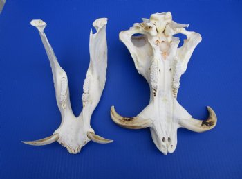 13 inches Large Warthog Skull with 7-1/2 inches Ivory Tusks - Buy this one for $144.99