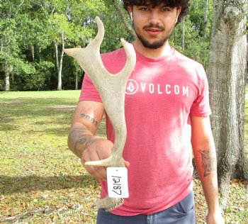 Single Fallow Deer Antler, 18-1/2 by 6 inches - Buy this one for $34.99