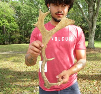 Single Fallow Deer Antler, 17-3/4 by 8-1/2 inches - Buy this one for $34.99