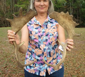 Two Fallow Deer Antlers, 16-1/4 x 7-3/4 inches and 16 x 9 inches - Buy these for $30 each
