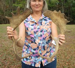 Two Fallow Deer Antlers, 16-1/4 x 7-3/4 inches and 16 x 9 inches - Buy these for $30 each