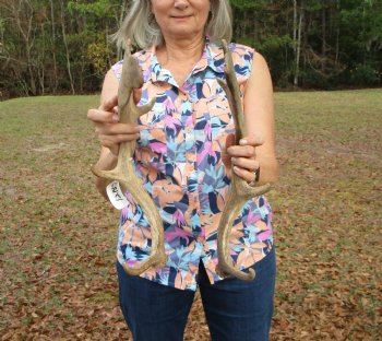 Two Fallow Deer Antlers, 16-1/4 x 7-3/4 inches and 16 x 9 inches - Buy these for $30 each
