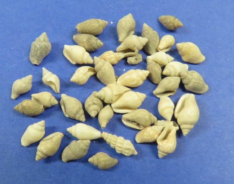 Bulk Box of 20 kilos (44 pounds) of Tiny Nassarius Mud Snail Shells