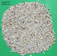 Tiny Nassarius Mud Snail Shells Bulk - 20 kilos (44 pounds) @ $1.60 a kilo