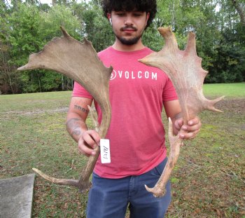 Two Fallow Deer Antlers, 20-1/4 by 10-1/2 and 20 by 11-1/4 inches - Buy these for $74.99