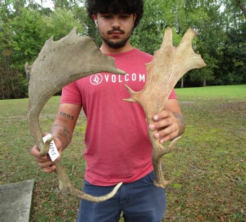 Two Fallow Deer Antlers, 20-1/4 by 10-1/2 and 20 by 11-1/4 inches - Buy these for $74.99