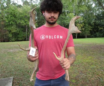 Two Fallow Deer Antlers, 20-1/4 by 10-1/2 and 20 by 11-1/4 inches - Buy these for $74.99