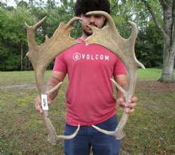 Two Fallow Deer Antlers, 23-3/4 by 9-1/4 inches and 23-1/4 by 9-1/4 inches - Buy these for $74.99