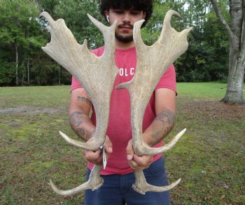 Two Fallow Deer Antlers, 23-3/4 by 9-1/4 inches and 23-1/4 by 9-1/4 inches - Buy these for $74.99