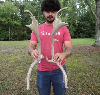 Two Fallow Deer Antlers, 23-3/4 by 9-1/4 inches and 23-1/4 by 9-1/4 inches - Buy these for $74.99
