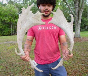 Two Fallow Deer Antlers, 23-1/2 by 10-1/2 inches and 21-3/4 by 9-3/4 inches - Buy these for $74.99