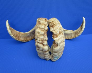 26-1/4 inches Matching Pair of African Merino Ram/Sheep Horns for Sale (1 Right, 1 Left) for $49.99