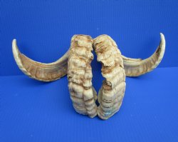 26-1/4 inches Matching Pair of African Merino Ram/Sheep Horns for Sale (1 Right, 1 Left) for $49.99