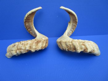 26-1/4 inches Matching Pair of African Merino Ram/Sheep Horns for Sale (1 Right, 1 Left) for $49.99