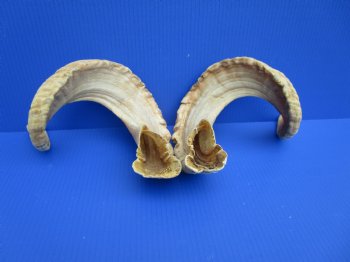 26-1/4 inches Matching Pair of African Merino Ram/Sheep Horns for Sale (1 Right, 1 Left) for $49.99