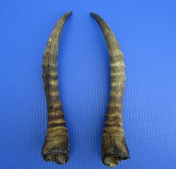 14-5/8 and 14-7/8 inches Male Blesbok Horns for Sale (1 right, 1 left) for $17.50 each