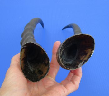 15-1/4 and 15-1/2 inches Male Blesbok Horns for Sale (1 right, 1 left) for $17.50 each