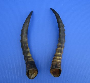 15-1/2 and 15 inches Male Blesbok Horns for Sale (1 right, 1 left) for $17.50 each