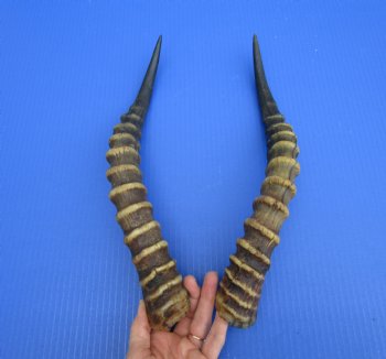 15-1/2 and 15-3/4 inches Real Male Blesbok Horns for Sale (1 right, 1 left) for $17.50 each