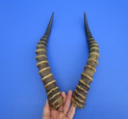 15-1/2 and 15-3/4 inches Real Male Blesbok Horns for Sale (1 right, 1 left) for $17.50 each