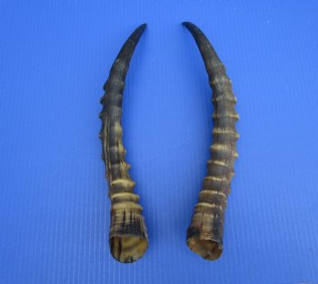 15-1/2 and 15-3/4 inches Real Male Blesbok Horns for Sale (1 right, 1 left) for $17.50 each