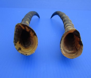 15-1/2 and 15-3/4 inches Real Male Blesbok Horns for Sale (1 right, 1 left) for $17.50 each