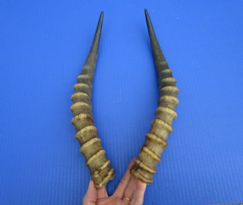 14-3/4 and 15 inches Real Male Blesbok Horns for Sale (1 right, 1 left) for $17.50 each