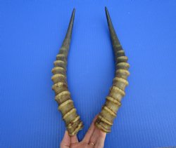 14-3/4 and 15 inches Real Male Blesbok Horns for Sale (1 right, 1 left) for $17.50 each