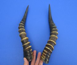 13-3/8 and 13-5/8 inches Male Blesbok Horns for Sale (1 right, 1 left) for $17.50 each