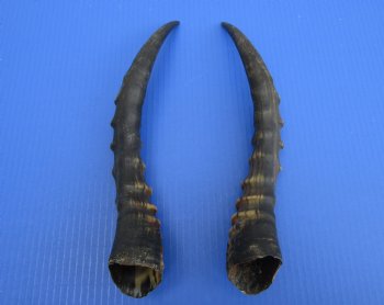 13-3/8 and 13-5/8 inches Male Blesbok Horns for Sale (1 right, 1 left) for $17.50 each