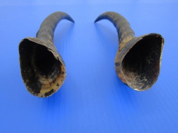 13-3/8 and 13-5/8 inches Male Blesbok Horns for Sale (1 right, 1 left) for $17.50 each