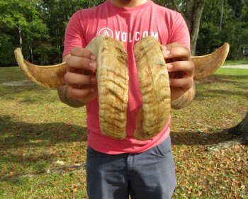 24-1/2 inches Matching Pair of Merino Ram, Sheep Horns for Sale (1 Right, 1 Left) for $49.99