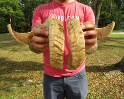 24-1/2 inches Matching Pair of Merino Ram, Sheep Horns for Sale (1 Right, 1 Left) for $49.99